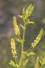 Melilotus ? Melilotus ?