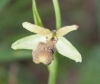 Ophrys