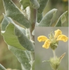 Phlomis lychnitis + Verbascum Phlomis lychnitis + Verbascum