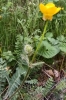 Ranunculus 1/2 Ranunculus 1/2