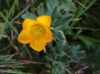 Ranunculus 2/2 Ranunculus 2/2
