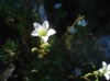 Saxifraga ? 1/2 Saxifraga ? 1/2