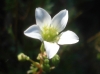 Saxifraga ? 2/2 Saxifraga ? 2/2