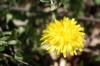 Taraxacum ? 1/2 Taraxacum ? 1/2
