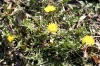 Taraxacum ? 2/2 Taraxacum ? 2/2