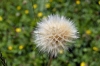 Tragopogon ? Tragopogon ?