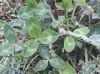 Trifolium ? Trifolium ?