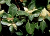 Alternanthera caracasana Kunth