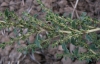 Amaranthus albus L.