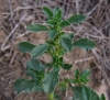 Amaranthus albus L.