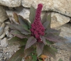 Amaranthus hypochondriacus L.