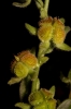 Cynoglossum cheirifolium L. subsp. cheirifolium