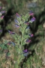 Echium vulgare ? Echium vulgare ?