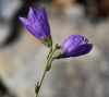 Campanula 1/2 Campanula 1/2