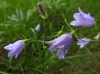 Campanula 1/3 Campanula 1/3