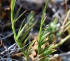 Campanula 2/2 Campanula 2/2