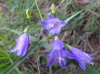 Campanula 2/3 Campanula 2/3