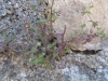 Campanula erinus L.