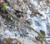 Campanula erinus L.
