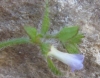 Campanula erinus L. Campanula erinus L.