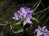 Campanula glomerata L. Campanula glomerata L.