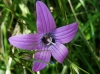 Campanula patula L. Campanula patula L.