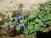 Campanula poscharskyana Degen