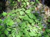 Campanula poscharskyana Degen