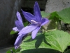 Campanula poscharskyana Degen