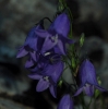 Campanula sp. Campanula sp.