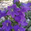 Campanula speciosa Pourr. Campanula speciosa Pourr.