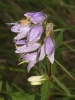 Campanula trachelium L. Campanula trachelium L.