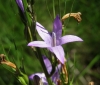 Campanula rapunculus L. Campanula rapunculus L.