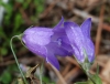 Campanula rotundifolia L. Campanula rotundifolia L.