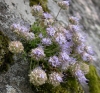 Jasione crispa (Pourr.) Samp.