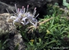 Jasione mansanetiana Jasione mansanetiana