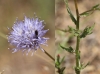 Jasione montana L. Jasione montana L.