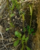 Legousia 1/2 Legousia 1/2