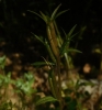 Legousia 2/2 Legousia 2/2
