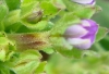 Legousia hybrida (L.) Delarbre