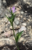 Legousia scabra ? Legousia scabra ?