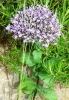 Trachelium caeruleum L. subsp. caeruleum
