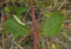 Lonicera etrusca Santi