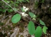 Lonicera xylosteum L.