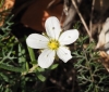 Arenaria montana L. subsp. intricata (Ser.) Pau