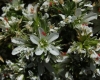 Arenaria aggregata ? 2/3