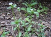 Cerastium fontanum