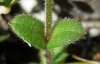 Cerastium gracile ? 2/3