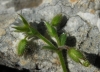 Cerastium gracile ? 3/3