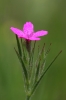 Dianthus armeria L. subsp. armeria